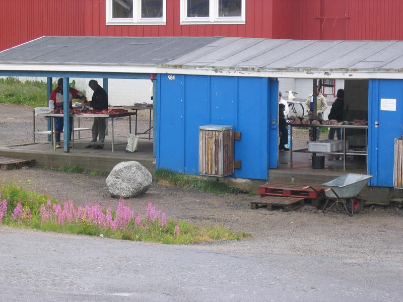 IMG_7765_Braedtet_Narsaq_frisch_erlegt