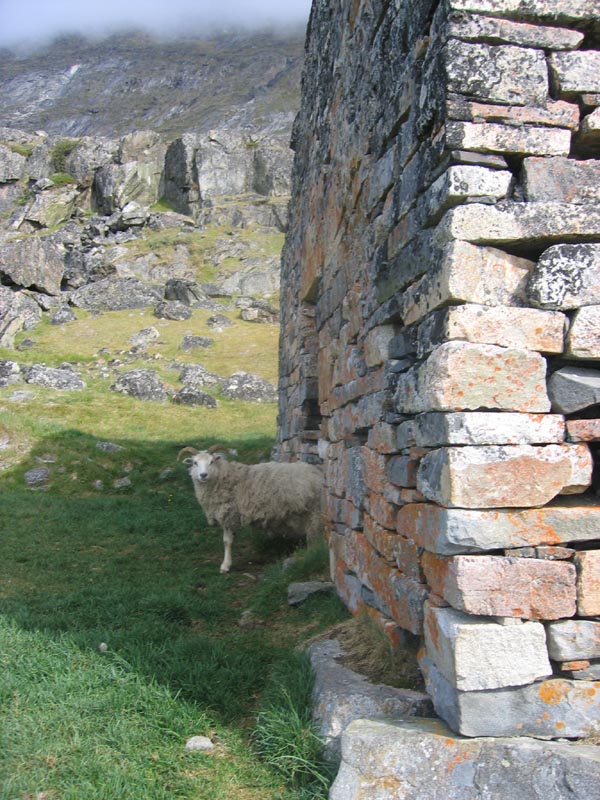 IMG_7848_Kirchenruine_Hvalsey_mit_Schaf