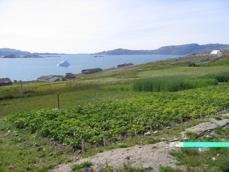 IMG_7878_Agrarschule_Upernaviarsuk