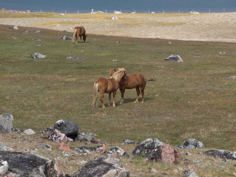 P8104116_Island-Ponys