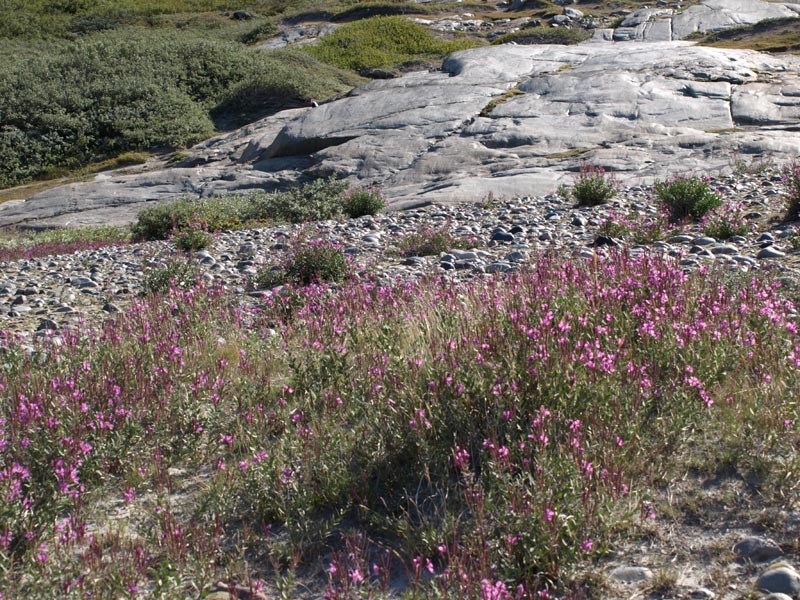 P8114312_Rote_Blumen_NAME