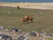 P8104116_Island-Ponys