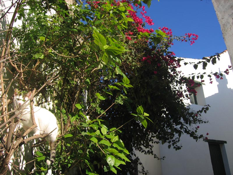 Castellar_de_la_Frontera_1651