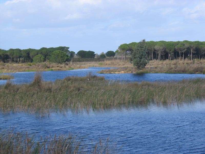 Donana_Nationalpark_1977