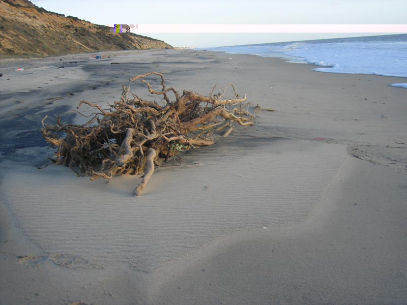 Donana_Nationalpark_1992