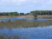 Donana_Nationalpark_1977