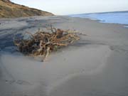 Donana_Nationalpark_1992