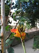 Generalife_Granada_1838