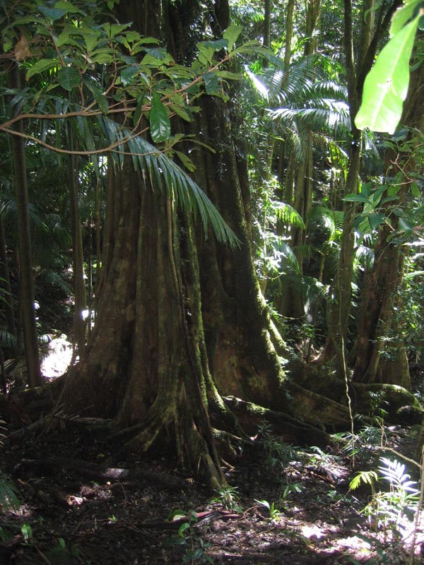 IMG_6472_Regenwald