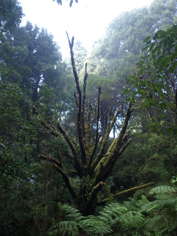 P4052147_Great_Ocean_Road_Cape_Otway_NP_Tree