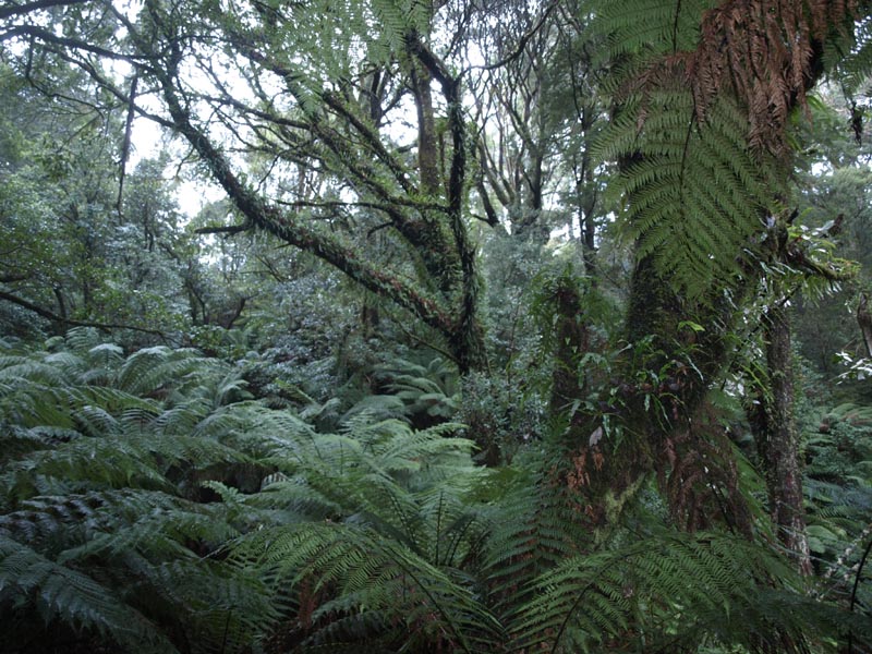 P4052158_Great_Ocean_Road_Cape_Otway_NP_Tree2