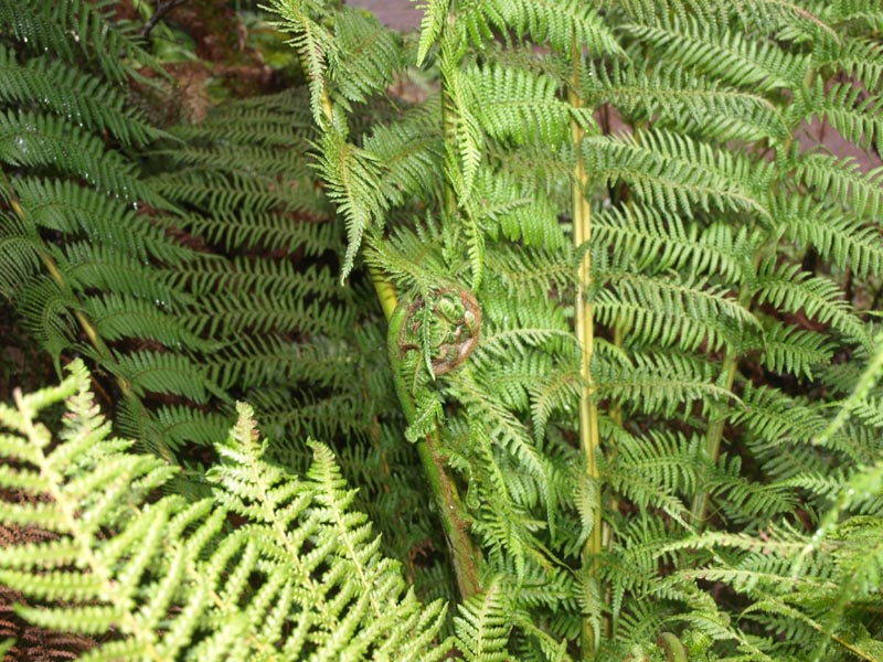 P4052162_Great_Ocean_Road_Cape_Otway_NP_Farn