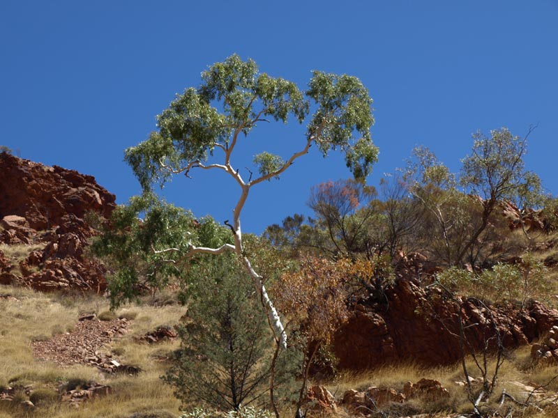 P4082335_Redbank_Gorge