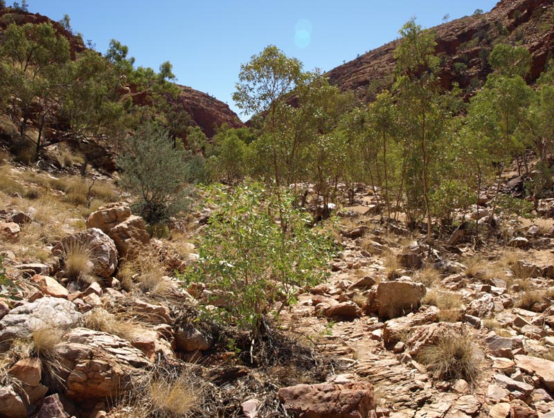 P4082338_Redbank_Gorge