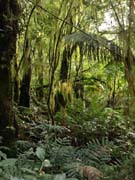 F_Baumflechten_im_Regenwald_Great_Ocean_Road_Cape_Otway_NP_P4052182