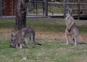 F_Kaenguruh_Familie_Halls_Gap_neben_YHA_P4032003