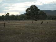 F_Kaenguruhs_Daemmerung_P4021965_Grampians