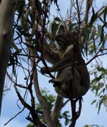 F_Koala_essend_P4052196