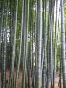 5378_Bambus