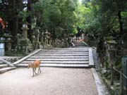 5412_Nara_Tempelaufgang