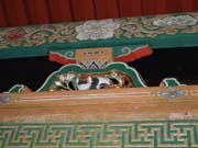 8290033_Schlafende_Katze