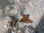 5321_Schmetterlinge