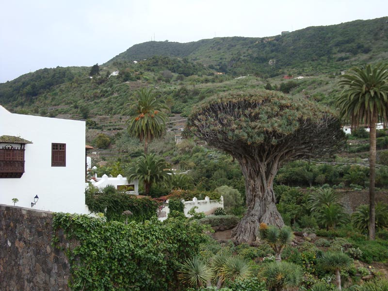 DSC00177_Baum_2_Drachenbaum