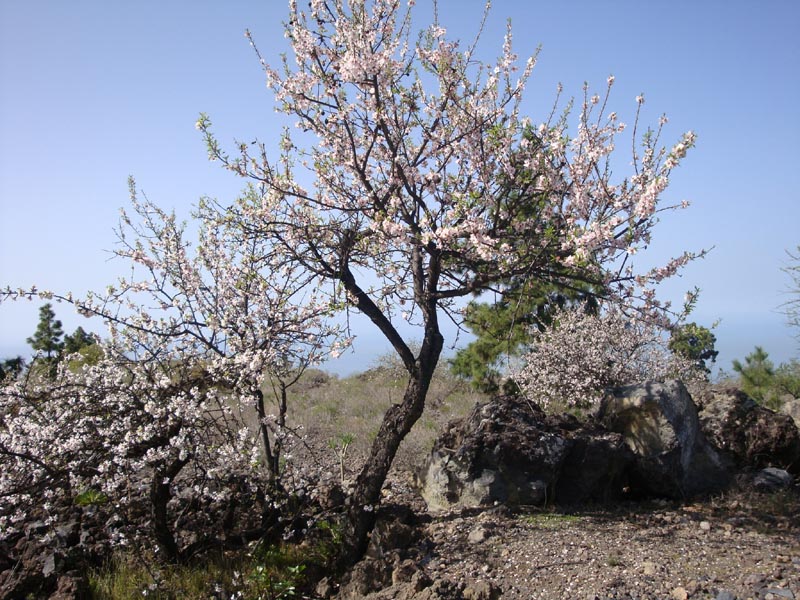 DSC00233_Mandel_Fruehling