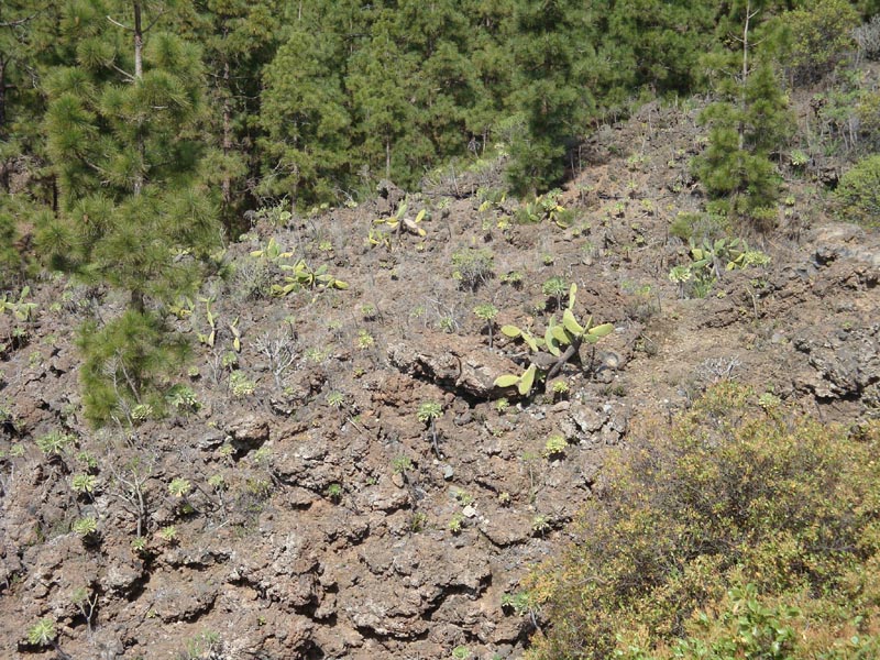 DSC00234_Lava_Teneriffa_Kiefer